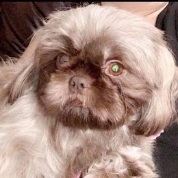 Baylee - Shih Tzu
