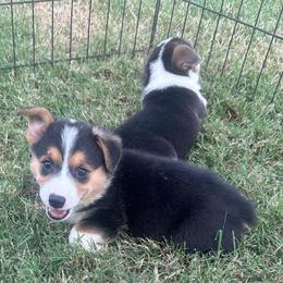 Boy 2 - Black and tan male Pembroke Welsh Corgi puppy in Honey Grove, Texas from JK Ranch Corgis