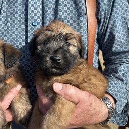 Mila. Yellow collar - Wheaten female Soft Coated Wheaten Terrier puppy in Cody, Wyoming from Yellowstone Breeders