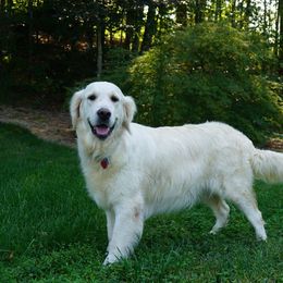 Golden Retriever All Grown Up from Golden Pond Retrievers