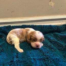 Boy 2 - Blenheim male Cavalier King Charles Spaniel puppy in Honeyville, Utah from Mike and Brandice Brown Performance Animals