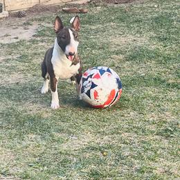 Mona - Brindle and white female Miniature Bull Terrier puppy in Corona, California from Joyful_minibulls