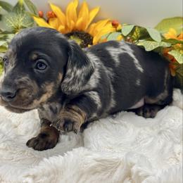Declan - Dapple male Dachshund puppy in Exeter, California from Sawtooth Miniature Dachshunds