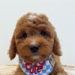 Pumpkin Bear - Red  female Goldendoodle puppy in Anaheim, California from Cuddle Bear Doodles