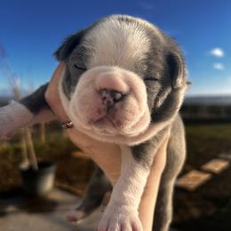 Izzy's blue boy - Blue male Boston Terrier puppy in Yakima, Washington from Barnett’s AKC Boston Terriers