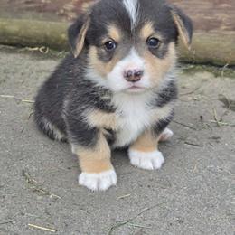 Pembroke Welsh Corgi Puppies from Lindsey's Pembroke Welsh Corgis