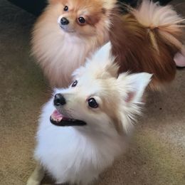 Pomeranian All Grown Up from Pure Pom Love