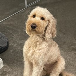 Goldendoodles from Danielle's Goldendoodles