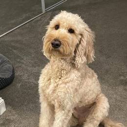 Goldendoodles from Danielle's Goldendoodles