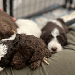 Goldendoodles from K9 Sidekicks, LLC
