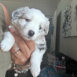 Snowflake - Blue merle female Miniature Australian Shepherd puppy in Town 'N' Country, Florida from House of Miniature Aussies