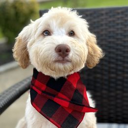 Bernedoodles from Emma Grace Doodles