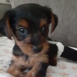 Tae Byler - Black and tan male Yorkshire Terrier puppy in Gurley, Alabama from Rhondas yorkies