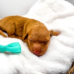 Prue apricot - Apricot female Goldendoodle puppy in Lewisville, Texas from Zink Doodles