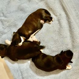 Shih Tzu Puppies from Smashville Shih-Tzus