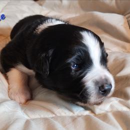 Breeze - Black & white male Australian Shepherd puppy in Dalton, Georgia from Furtabulous Paws Australian Shepherds & Border Collies