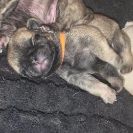 Bakugo - Silver male Pug puppy in Spokane, Washington from Kapelac's Royal Pugs