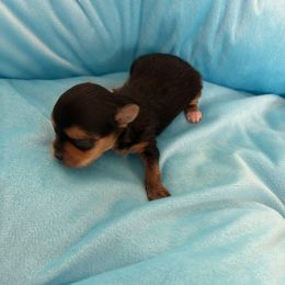 Puppy 4 - Black and tan male Yorkshire Terrier puppy in Virginia Beach, Virginia from Mary's Precious Yorkies