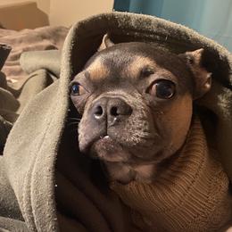 Boston Terriers, Companion Crosses, and French Bulldogs from Cozy Companions