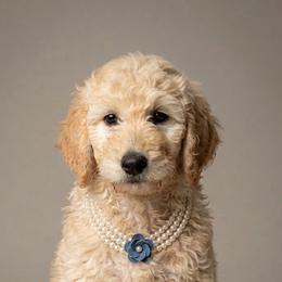 Meil - Cream female Goldendoodle puppy in Clifton, Arizona from Denim & Doodles