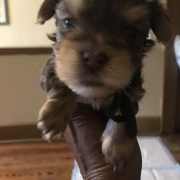 Yorkshire Terrier Puppies from FiFi-s Pups