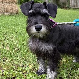 Miniature Schnauzers from Blissful Standards