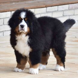 Big Z - Bernese Mountain Dog