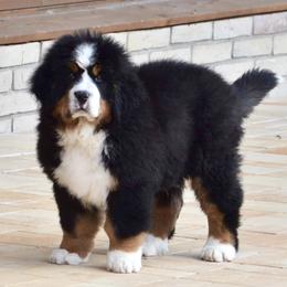 Big Z - Bernese Mountain Dog