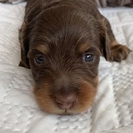 Dachshund Puppies from MyGaDachs