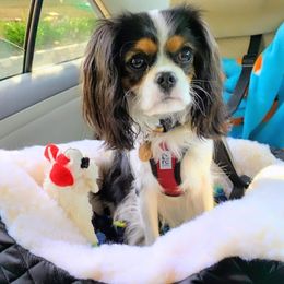 Zoey - Cavalier King Charles Spaniel