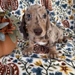 Mojo JoJo - Dapple male Dachshund puppy in Temecula, California from Naomi Magee's Dachshund Kennel
