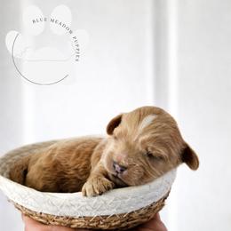 Cedar - Red male Cavapoo puppy in London, Kentucky from Blue Meadow Puppies