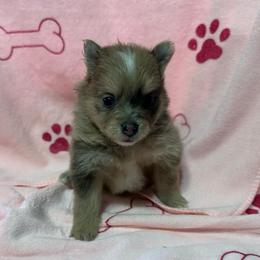 Girl 2 - Chocolate merle female Pomeranian puppy in Decatur, Iowa from Lisa Greenhalgh