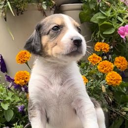 Girl 3 - American Foxhound puppy in Supply, North Carolina from Cedarwood Kennels