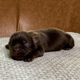 Girl 4 - Chocolate female Shih Tzu puppy in Groveland, Florida from Jenny's Shih Tzus