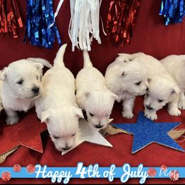 West Highland White Terriers from Westie Love 5