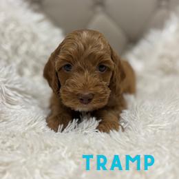 TRAMP - Red and white male Cockapoo puppy in Bristow, Oklahoma from 10-Acre Woods Cockapoos