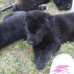 German Shepherd Puppies from Koch Hoher Zwinger
