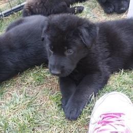 German Shepherd Puppies from Koch Hoher Zwinger