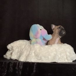 French Bulldog Puppies from Terra Sassa