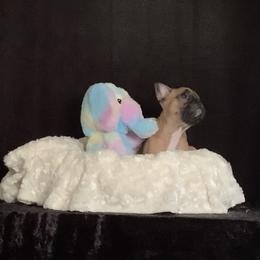 French Bulldog Puppies from Terra Sassa