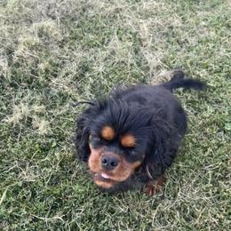 Cavalier King Charles Spaniel All Grown Up from Good Hope Cavaliers