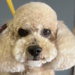 Poodles from Red Rock Abe
