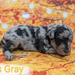 Miss Gray - Merle female Labradoodle puppy in Lebanon, Pennsylvania from Robertson's Retrievers and Doodles