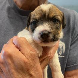 Gordon - White and tan male Russell Terrier puppy in Orange, Virginia from Woodside