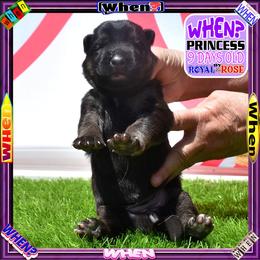 WHEN - Black and tan female German Shepherd puppy in Murrieta, California from Diamond Oaks German Shepherds