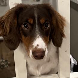Mac - Dachshund
