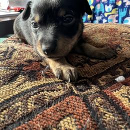 Prague Ratter Puppies from North Star Gem’s Prague Ratters