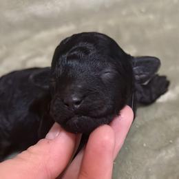 Rome - Black male Poodle puppy in Travelers Rest, South Carolina from Cotton Top