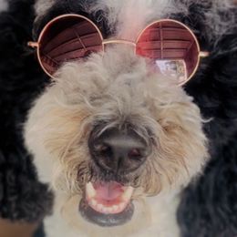Bernedoodles from Pyper Bernedoodles SATX